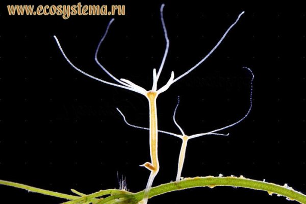 Кракен сайт kr2web