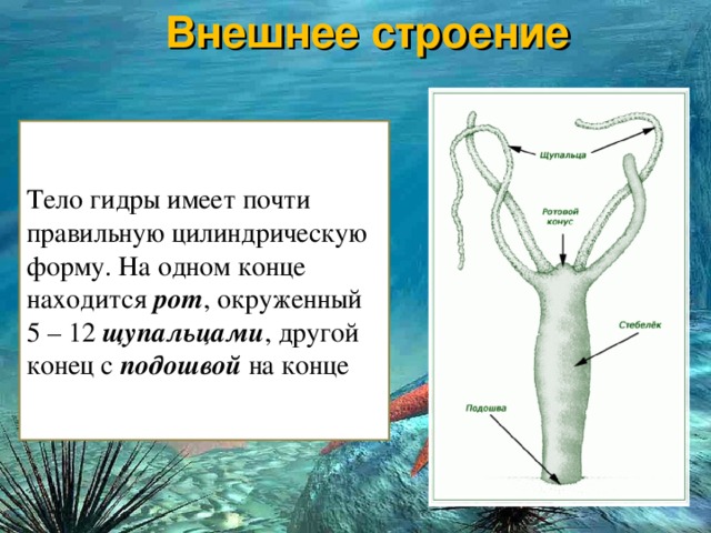 Как регистрироваться и заходить на кракен даркнет